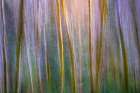 USA, Washington State, Guillemot Cove Nature Preserve. Alder tree abstract. Art Print